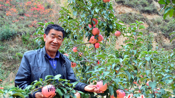 世界苹果最佳优生区——陕北子洲