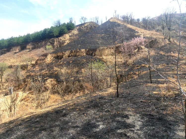 森林公安派出所行政拘留三名野外用火过失引起森林火灾的违法人员