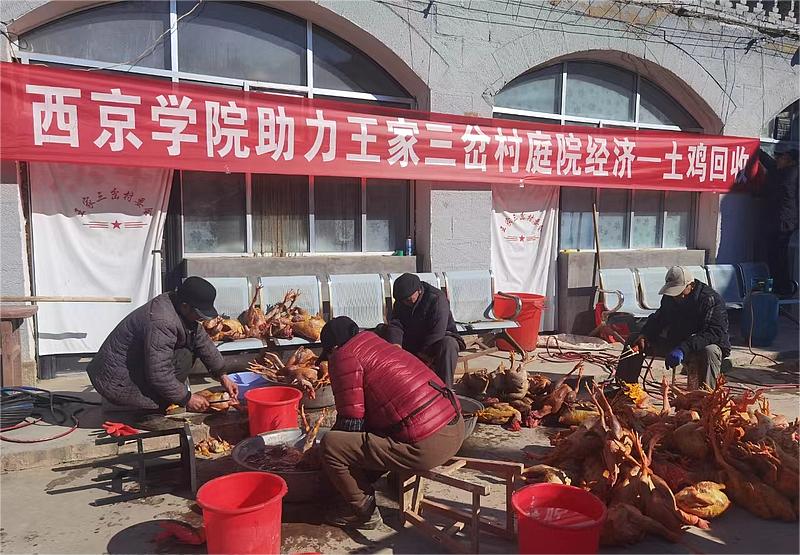 裴家湾镇：西京学院回收散养土鸡 供销一体化助力乡村振兴